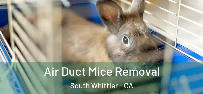 Air Duct Mice Removal South Whittier - CA